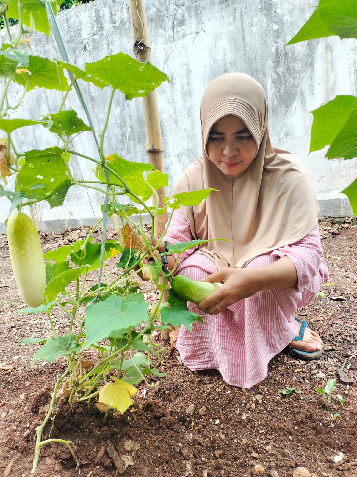 Kebonsari Mandiri Pangan